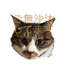 ねこちゃんスタンプ3（個別スタンプ：7）