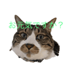 ねこちゃんスタンプ3（個別スタンプ：8）