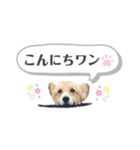 コーギー犬レオの日常2（個別スタンプ：1）