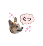 コーギー犬レオの日常2（個別スタンプ：2）