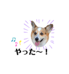 コーギー犬レオの日常2（個別スタンプ：3）