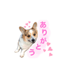 コーギー犬レオの日常2（個別スタンプ：5）