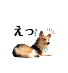 コーギー犬レオの日常2（個別スタンプ：7）