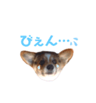 コーギー犬レオの日常2（個別スタンプ：8）