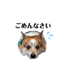 コーギー犬レオの日常2（個別スタンプ：9）