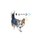 コーギー犬レオの日常2（個別スタンプ：10）