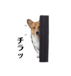 コーギー犬レオの日常2（個別スタンプ：11）