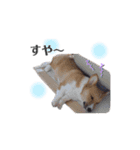 コーギー犬レオの日常2（個別スタンプ：12）
