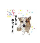 コーギー犬レオの日常2（個別スタンプ：13）