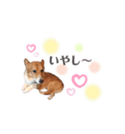 コーギー犬レオの日常2（個別スタンプ：14）