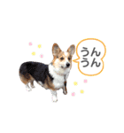 コーギー犬レオの日常2（個別スタンプ：15）