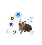コーギー犬レオの日常2（個別スタンプ：16）