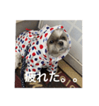 ちぃスタンプ2★しーずー（個別スタンプ：2）
