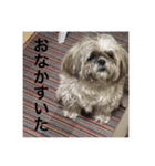 ちぃスタンプ2★しーずー（個別スタンプ：5）