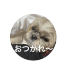 ちぃスタンプ2★しーずー（個別スタンプ：13）