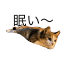 キュートな猫ちゃん（個別スタンプ：1）