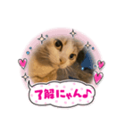 キュートな猫ちゃん（個別スタンプ：2）