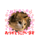 キュートな猫ちゃん（個別スタンプ：5）