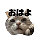 ねこ 顔だけ編 シンプル（個別スタンプ：1）