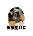 ねこ 顔だけ編 シンプル（個別スタンプ：6）