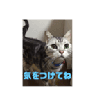 ねこ 顔だけ編 シンプル（個別スタンプ：7）