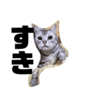 ねこ 顔だけ編 シンプル（個別スタンプ：8）