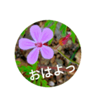 Field Flowers 2（個別スタンプ：1）