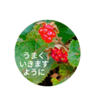 Field Flowers 2（個別スタンプ：7）