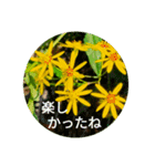 Field Flowers 2（個別スタンプ：11）