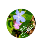 Field Flowers 2（個別スタンプ：12）