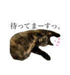 サビ猫みいちゃん（個別スタンプ：1）