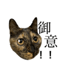 サビ猫みいちゃん（個別スタンプ：2）