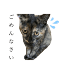 サビ猫みいちゃん（個別スタンプ：3）