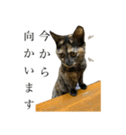 サビ猫みいちゃん（個別スタンプ：6）