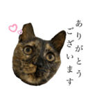 サビ猫みいちゃん（個別スタンプ：7）