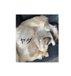 ゴールデンレトリバーのこたけちゃん（個別スタンプ：7）