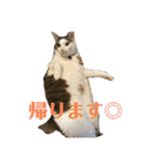 マロたちでひとこと（個別スタンプ：1）