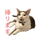 マロたちでひとこと（個別スタンプ：2）