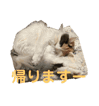 マロたちでひとこと（個別スタンプ：3）