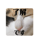 マロたちでひとこと（個別スタンプ：5）