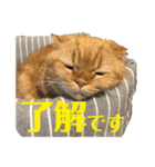 マロたちでひとこと（個別スタンプ：6）