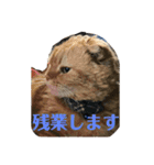 マロたちでひとこと（個別スタンプ：8）