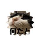 マロたちでひとこと（個別スタンプ：9）