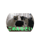 マロたちでひとこと（個別スタンプ：10）