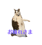 マロたちでひとこと（個別スタンプ：11）