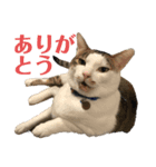 マロたちでひとこと（個別スタンプ：13）