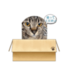 ラプたん（個別スタンプ：5）