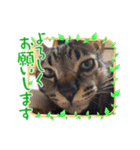 ラプたん（個別スタンプ：8）