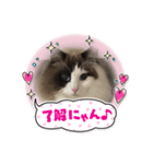 しらすとマル（個別スタンプ：1）