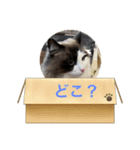しらすとマル（個別スタンプ：4）
